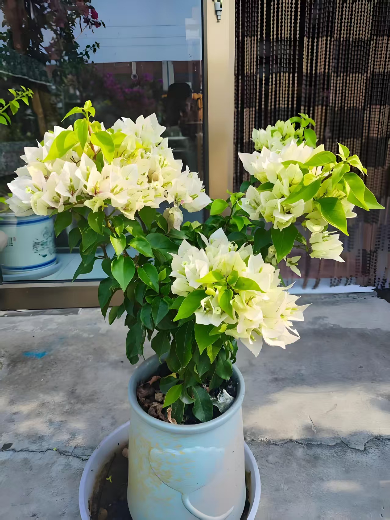 三角梅盆栽四季开花耐热好养适合庭院阳台种植