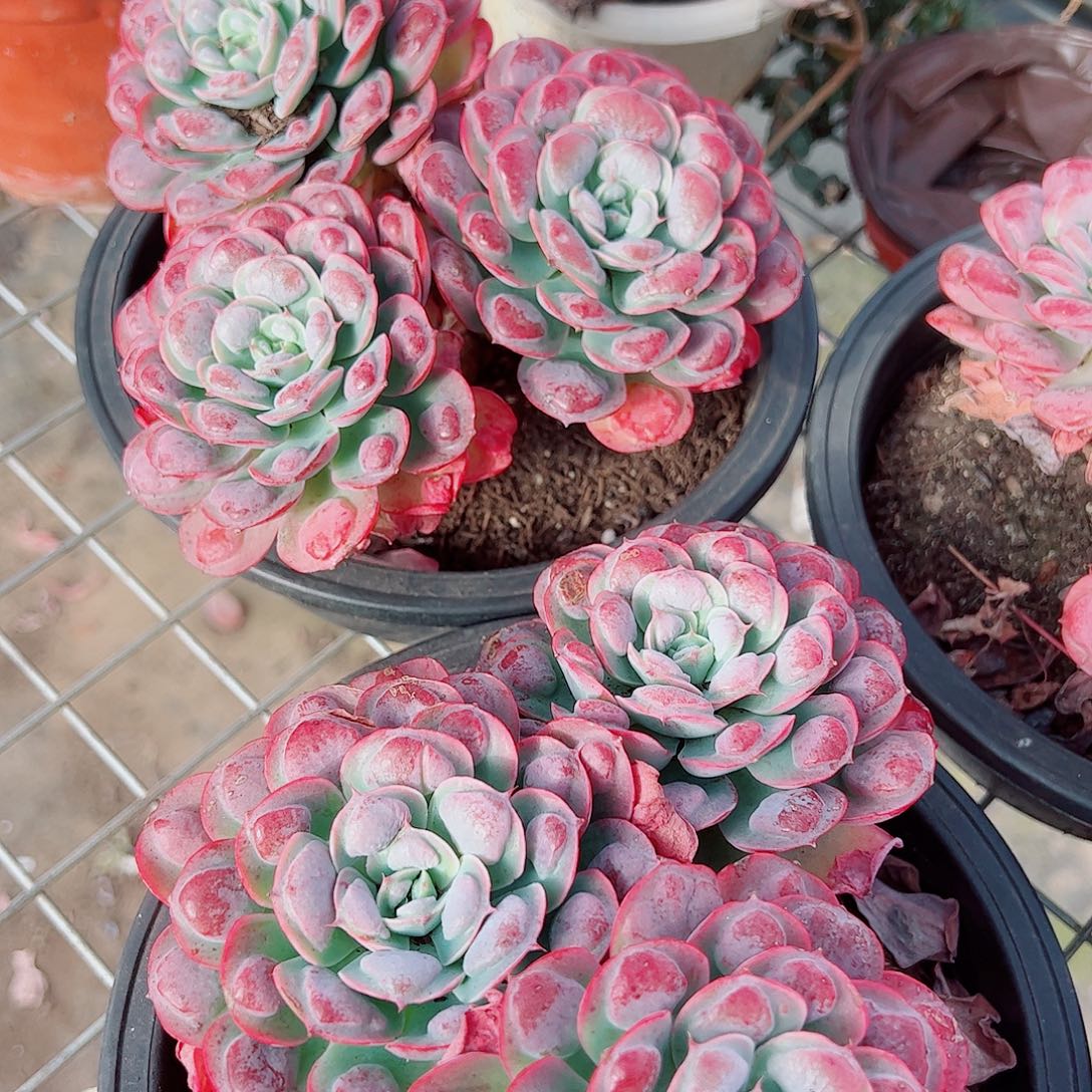 雨滴多头造型精品特价