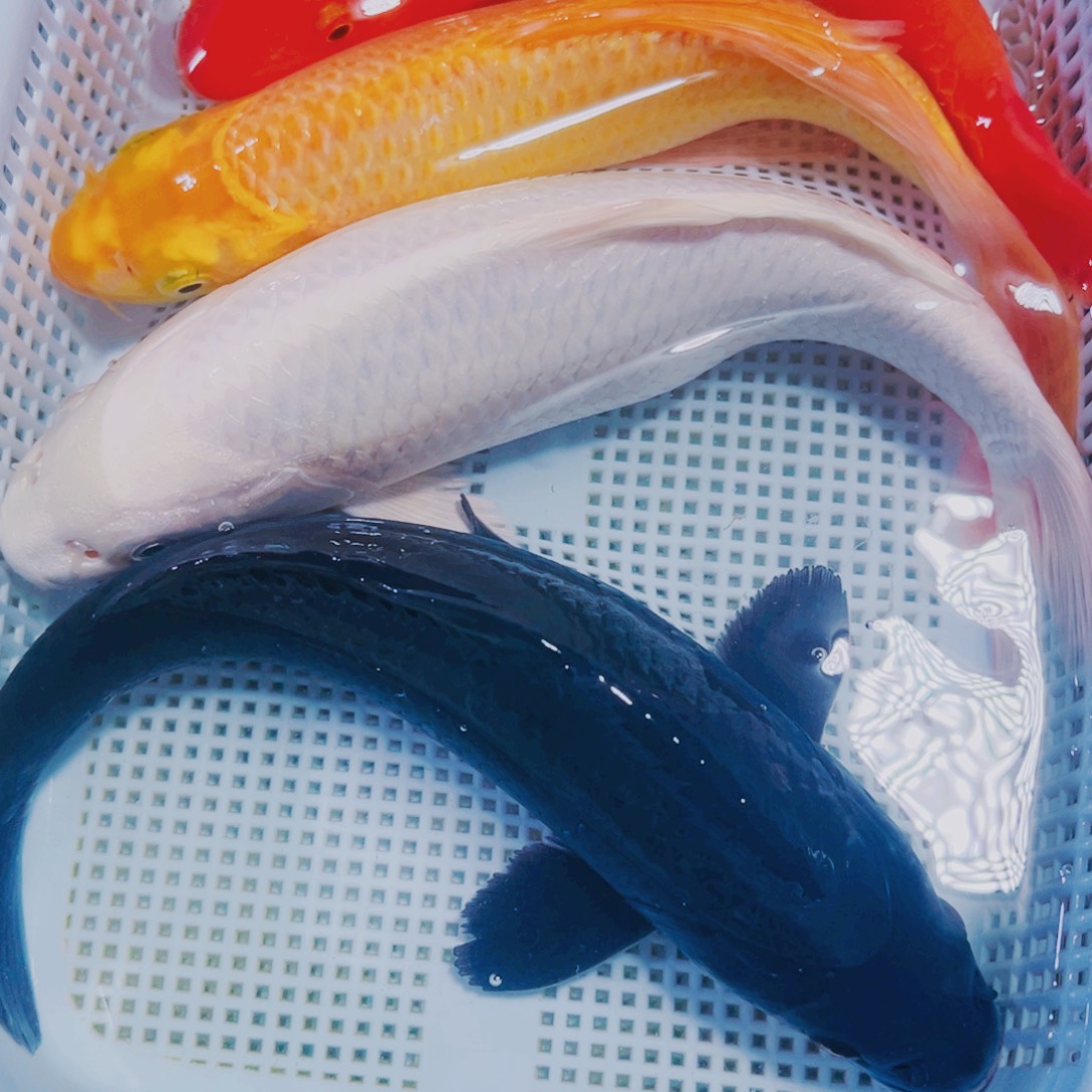 海水鱼锦鲤观赏鱼119