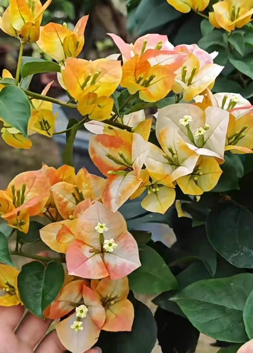 【凤凰袋苗】三角梅包对版