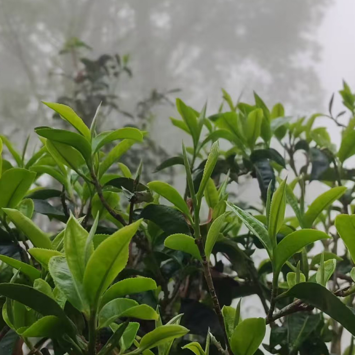 【沅庭茶业】2024年 广别老寨散茶 普洱生茶 100g/袋