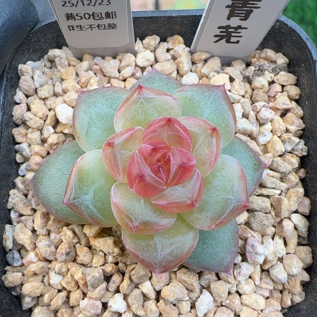 008   青芜   5厘米盆