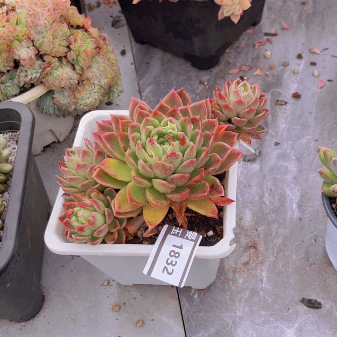 东云多肉植物1832