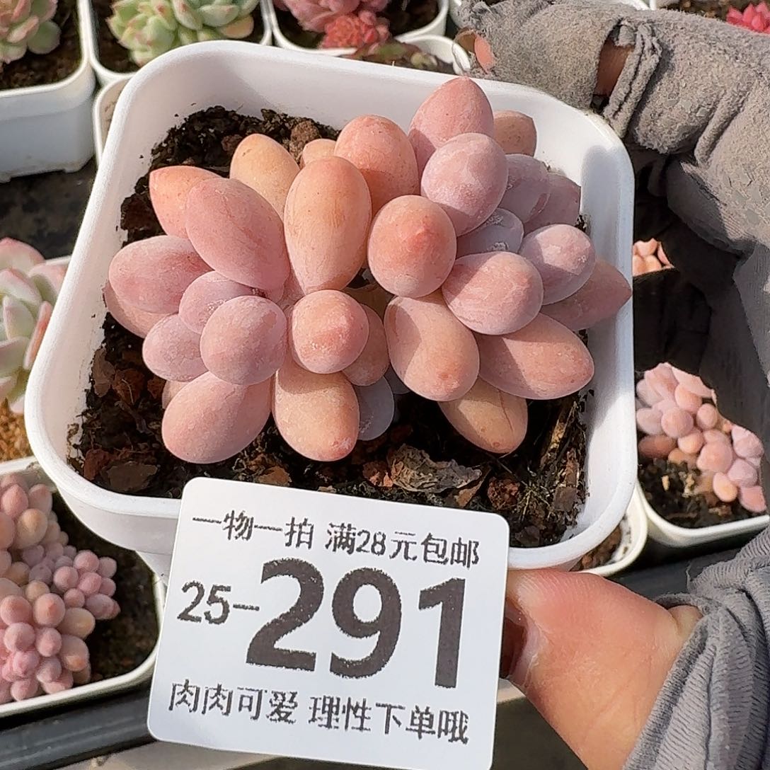 汤圆无盆土发货无