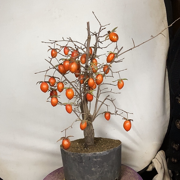 用***0大量花朵（建议范围：8朵-15朵 或40%以上）