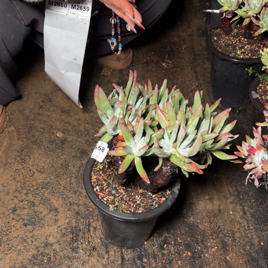 658哈哈哈哈哈哈哈哈