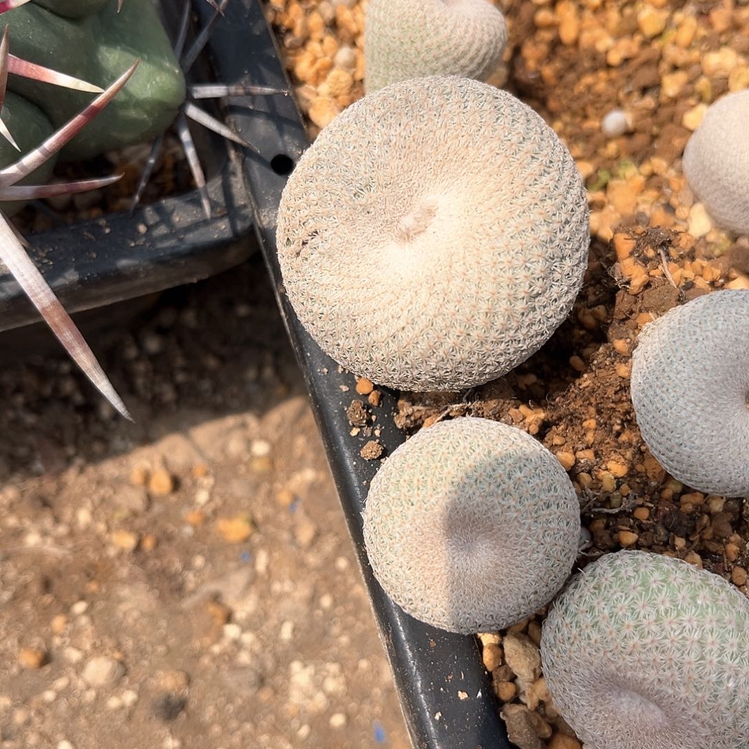 飘***你一个帽子发发发好好好