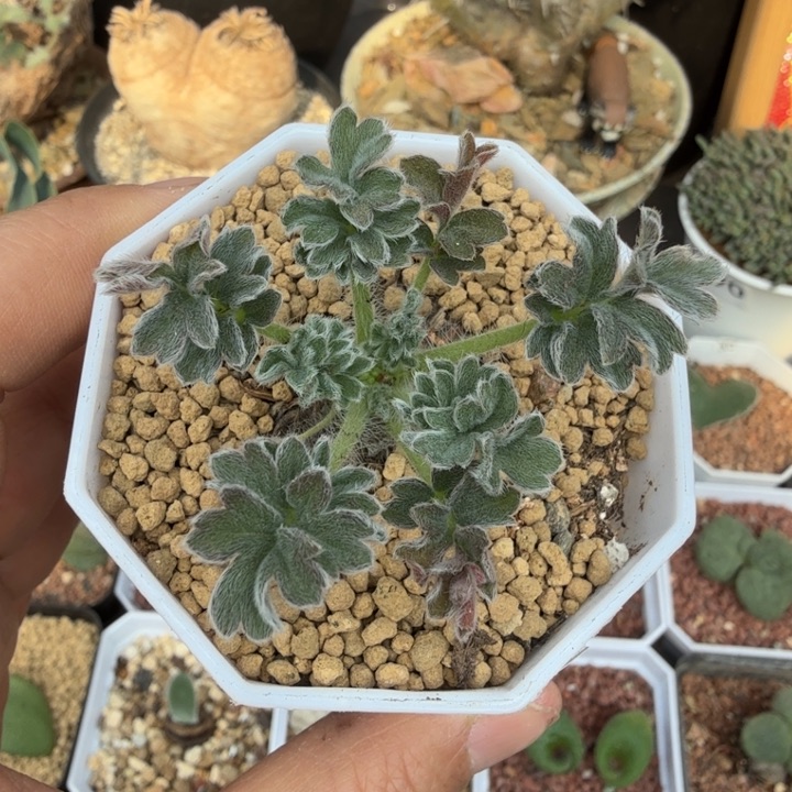 厚叶洋葵543 （满28包邮）