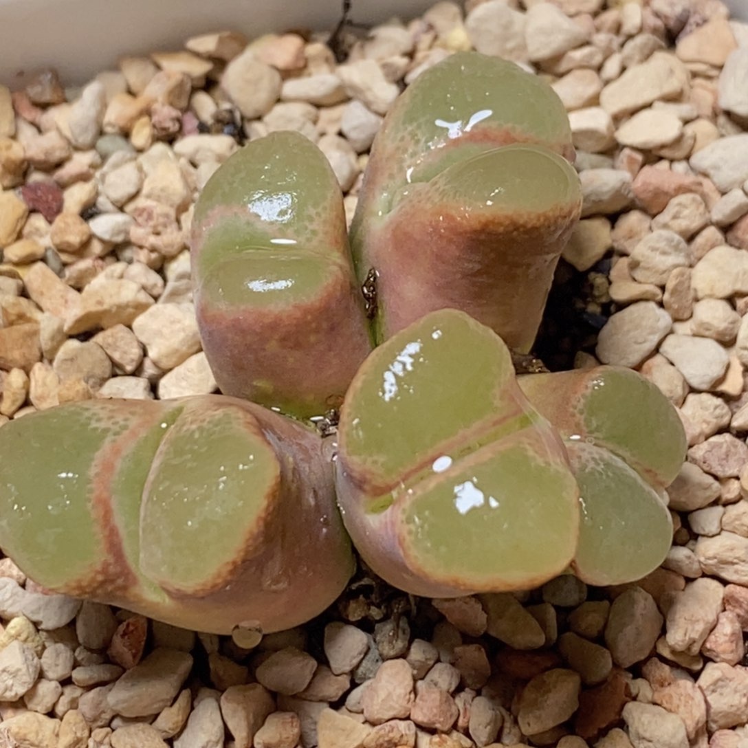 5头群生粉体白窗风铃