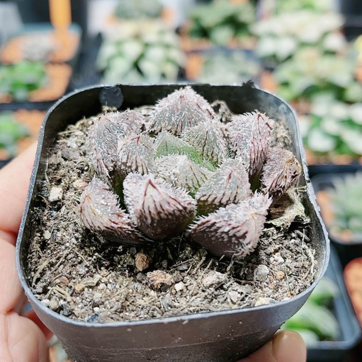 【闪购商品】郎珠玉露