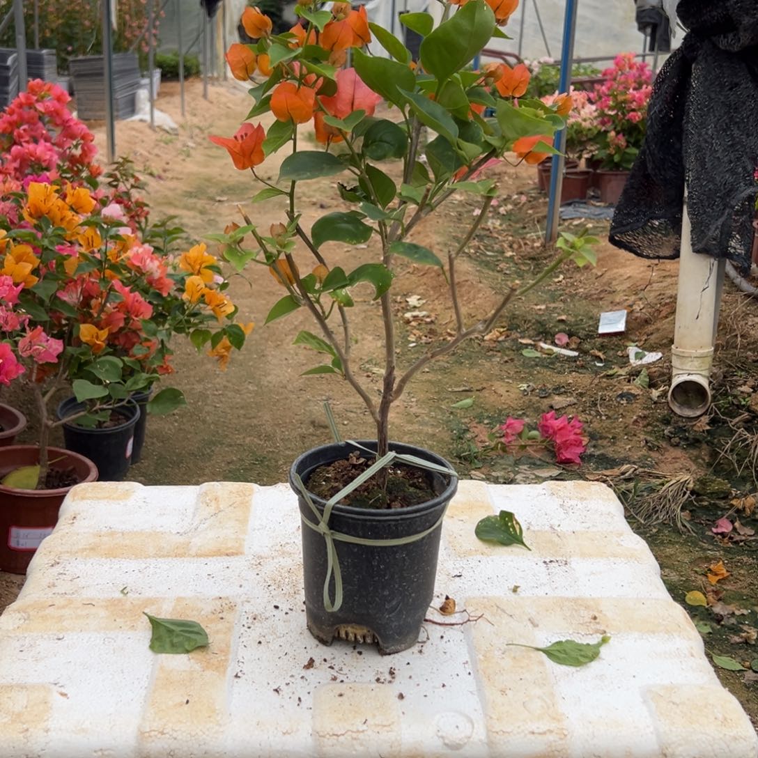 无花朵唐三彩直播福利9.8