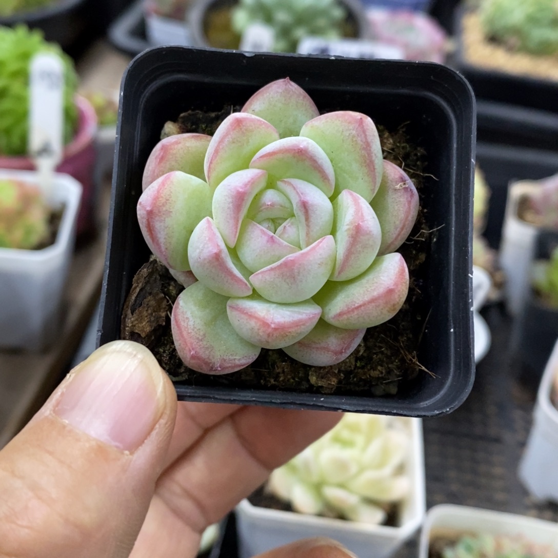 精品多肉一物一拍不包整173