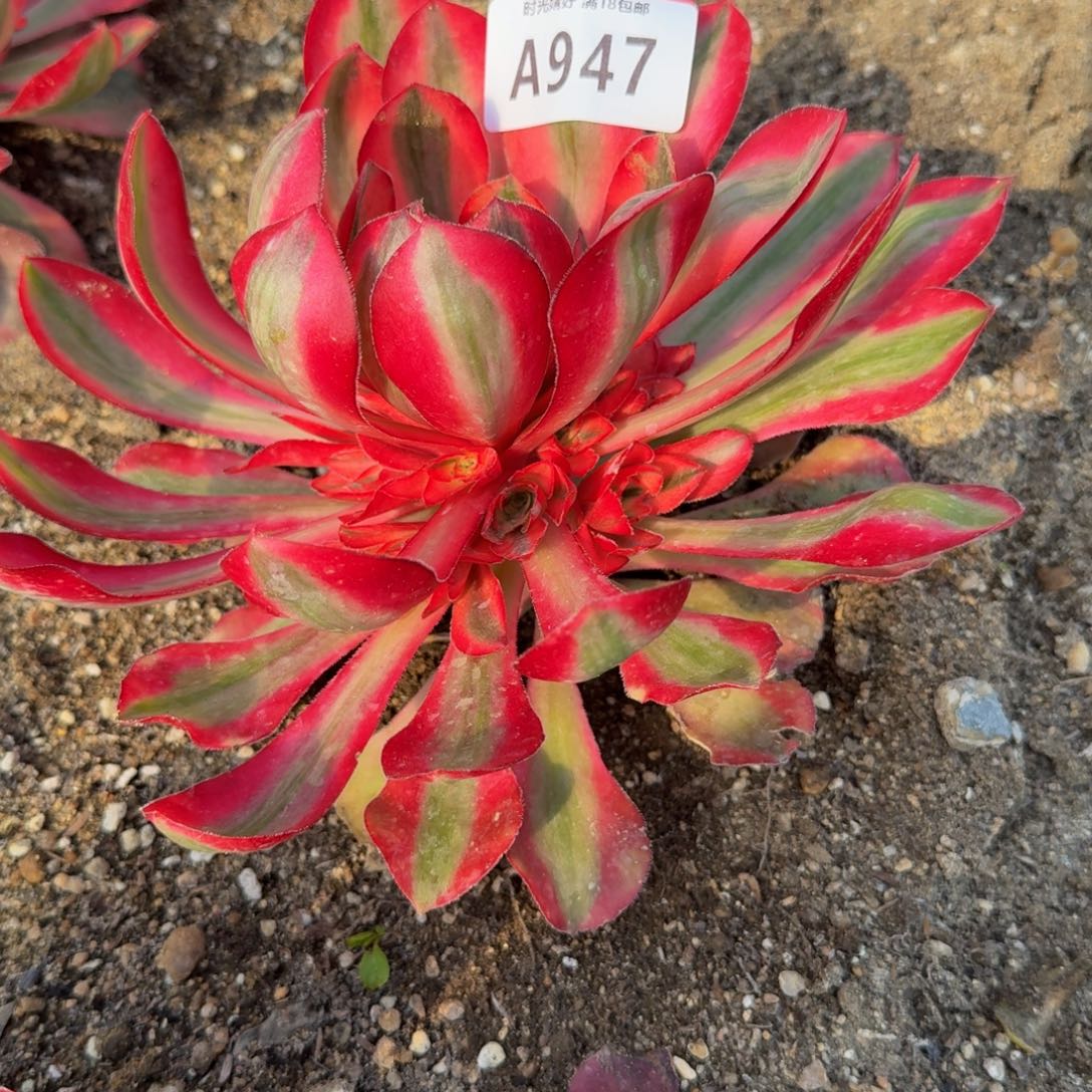 947爱丽丝。 多肉植物