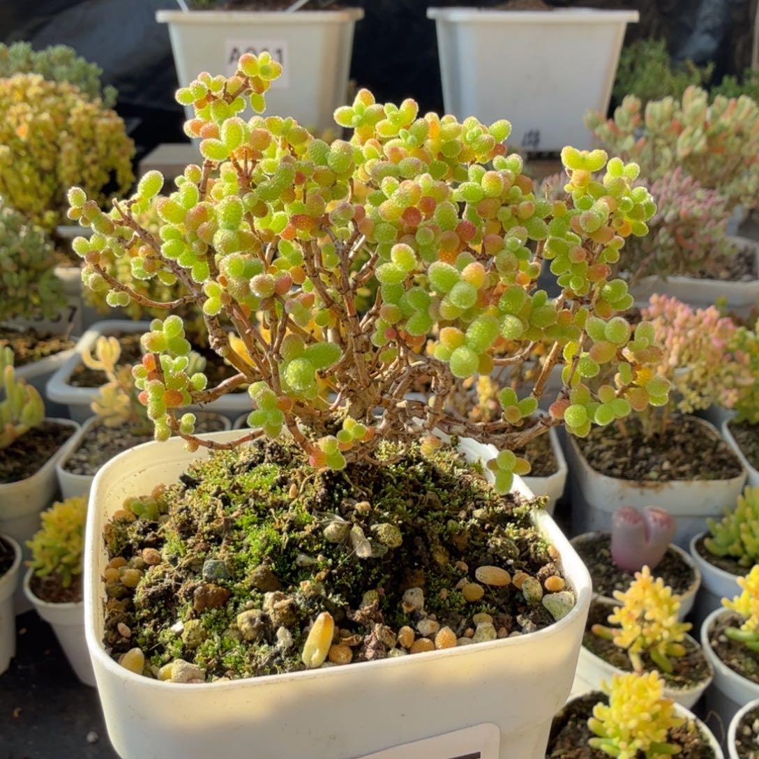 A515金桔糖球枝干