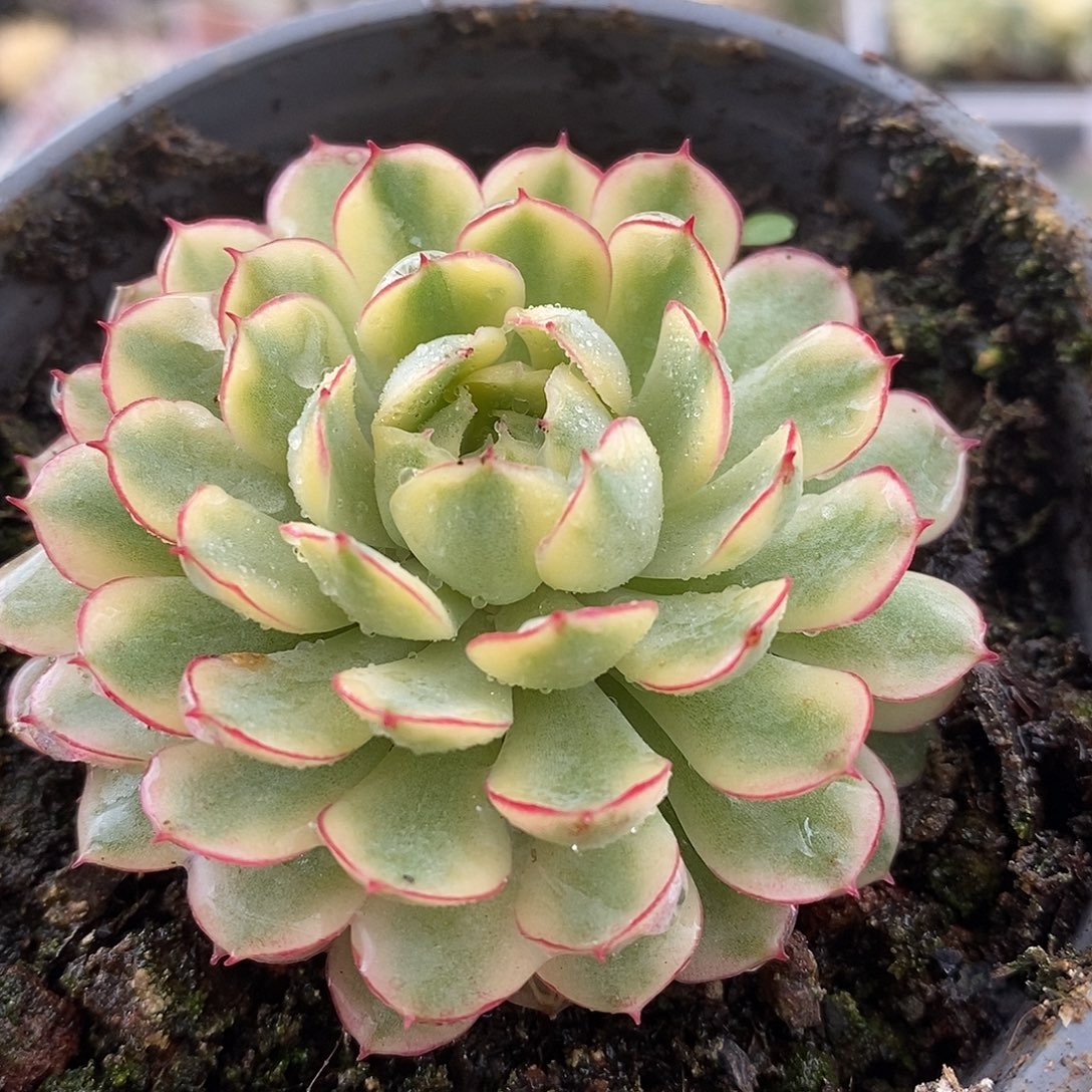 406梦幻哈哈哈哈哈哈