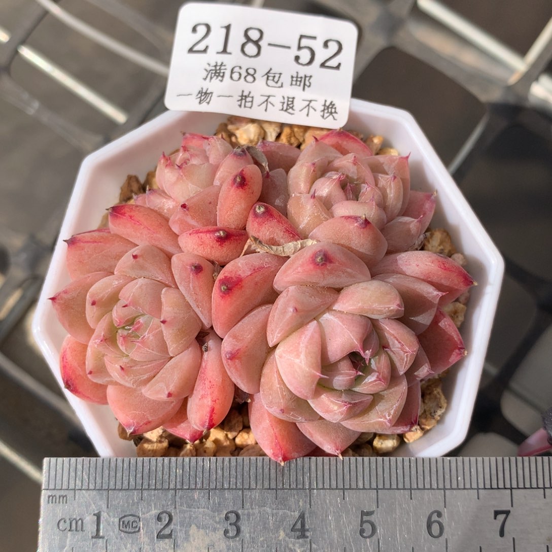 52。阿尔巴佳人。一物一拍。