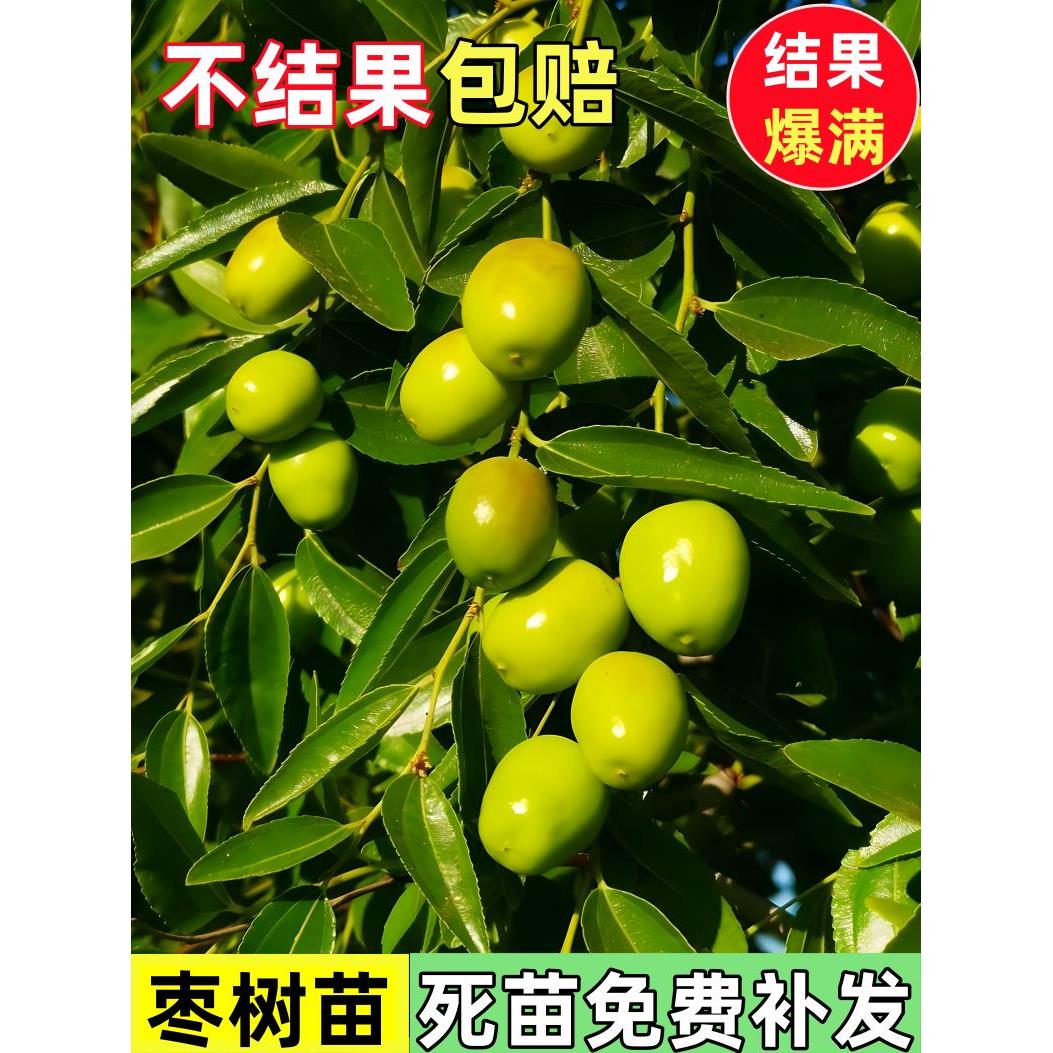 枣树活苗特大枣树苗超甜冬枣苗树果树种植北方耐寒果苗树苗带土球