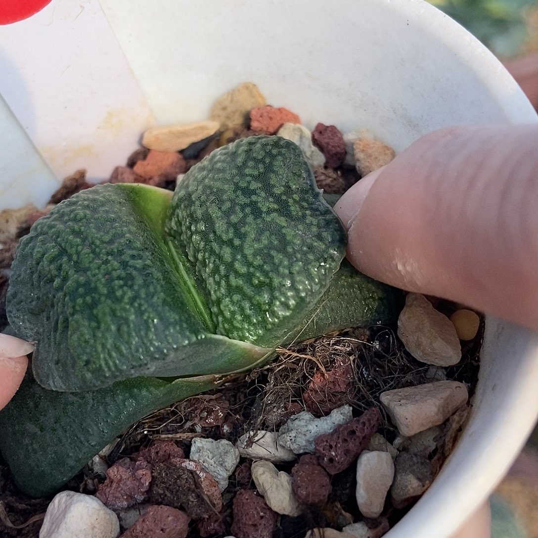 1090实生选拔特军配蝴蝶大白珍珠釉带盆发货