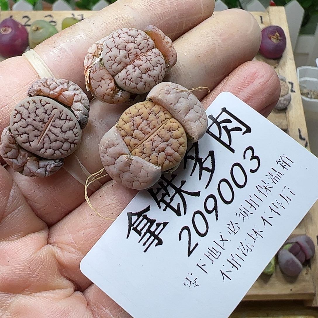 江**晚209003/恭喜发财…………………