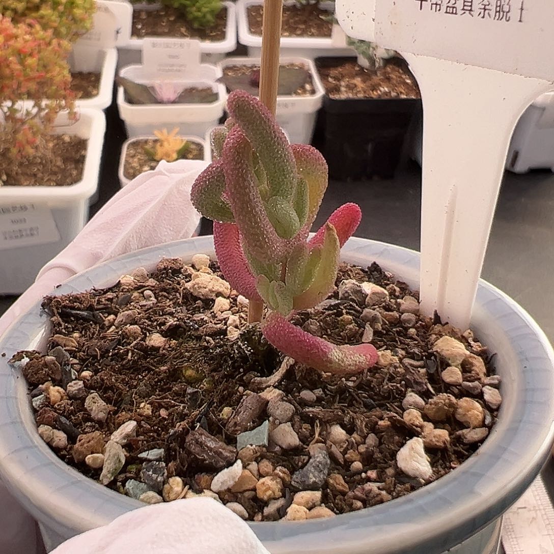 夏**夏1004号紫闪光1.2多肉