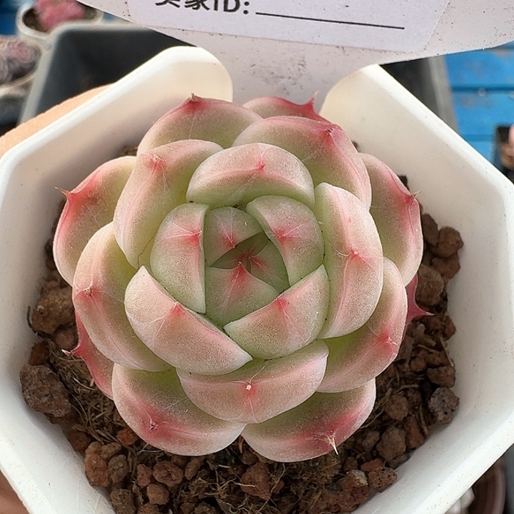 杂交多肉植物431