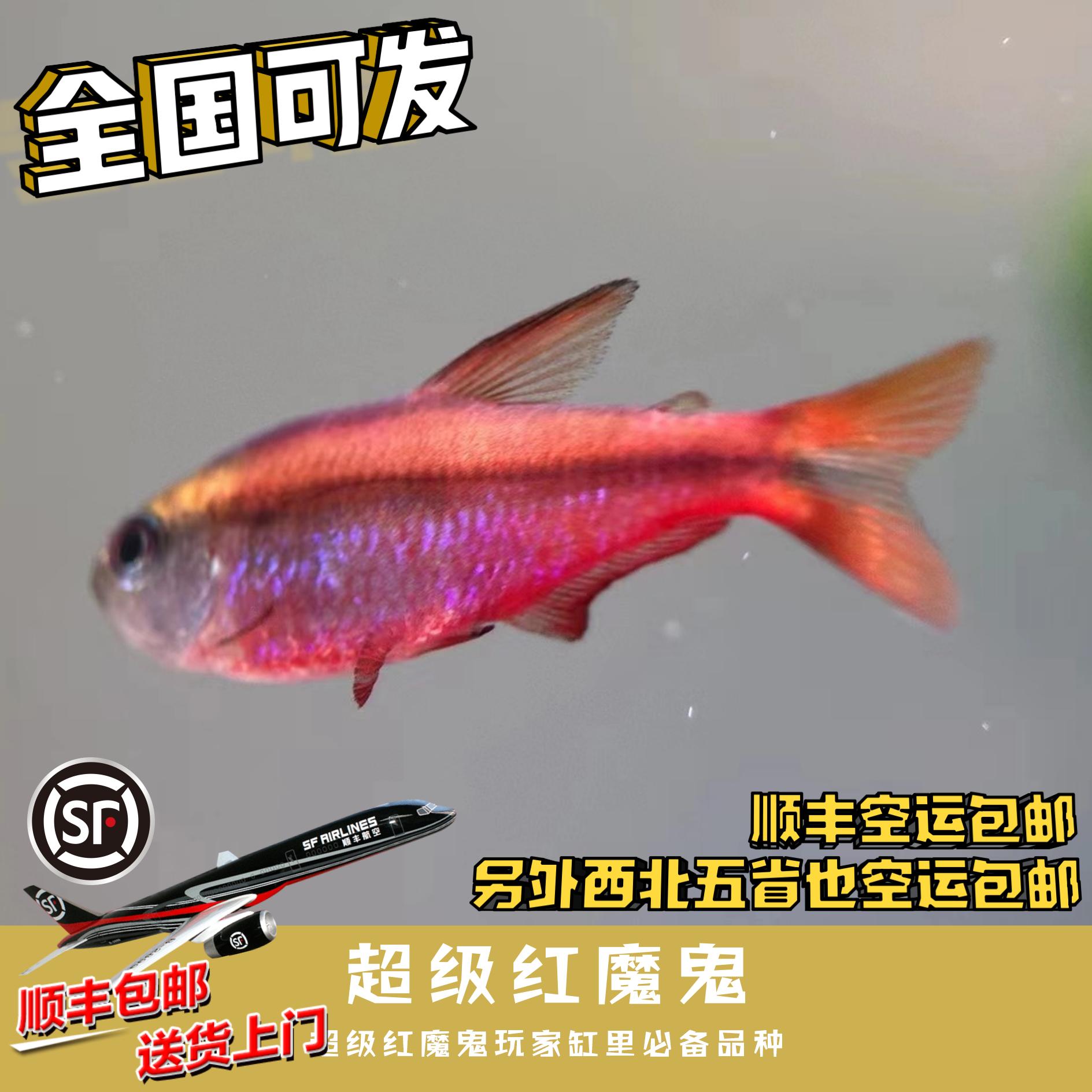 Boo小鱼精选 超级红魔鬼灯鱼