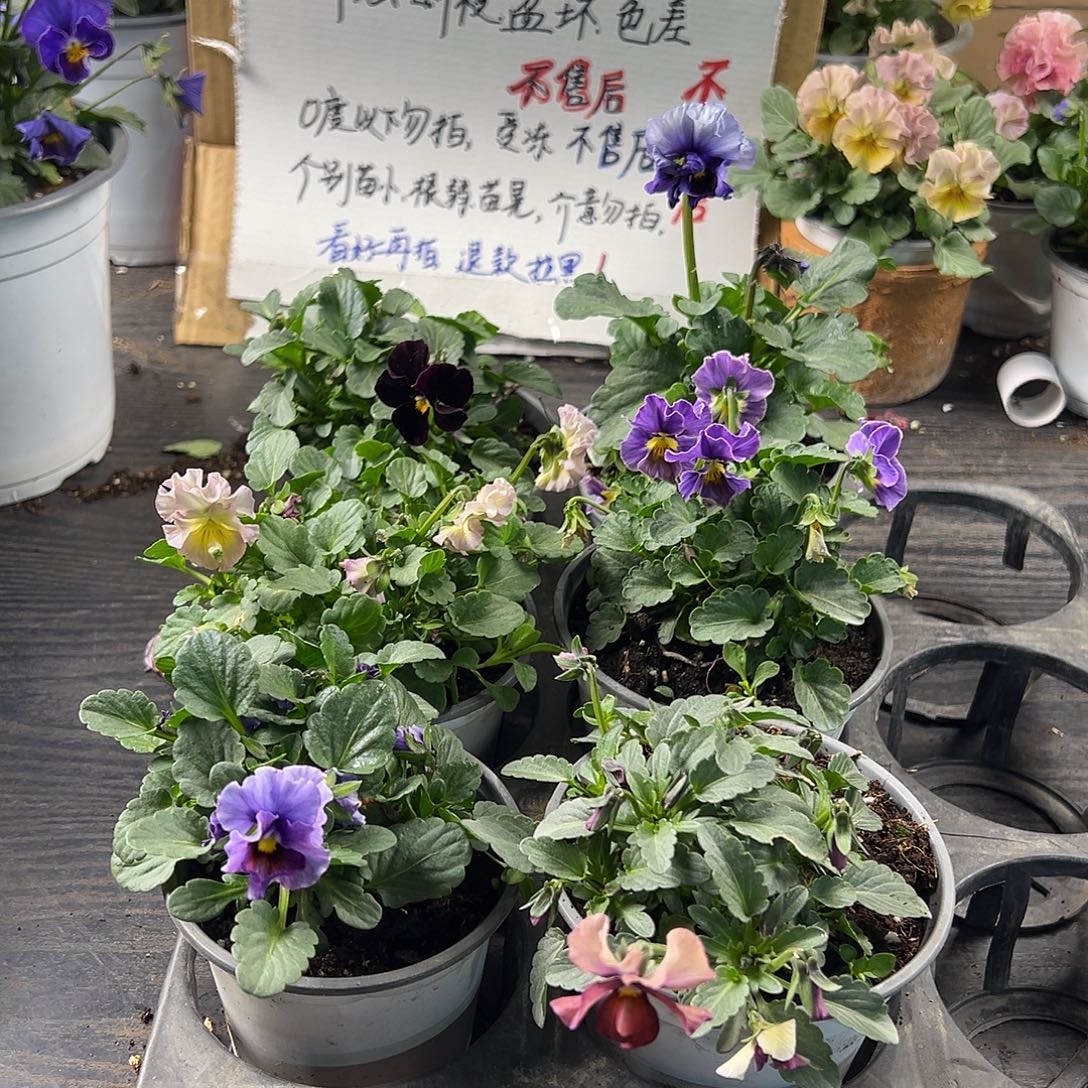 大部分花苞少量开放302号