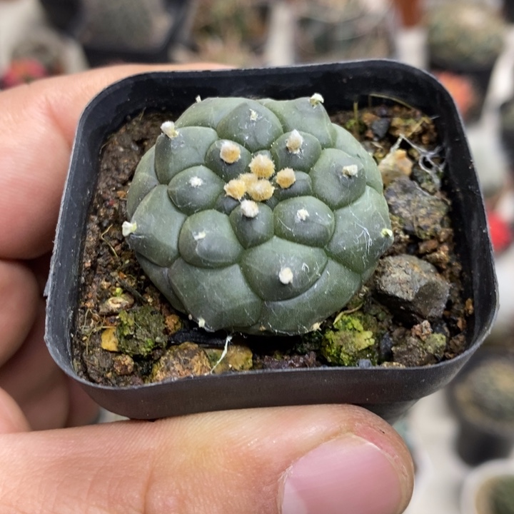 实生龟甲兜特价福利