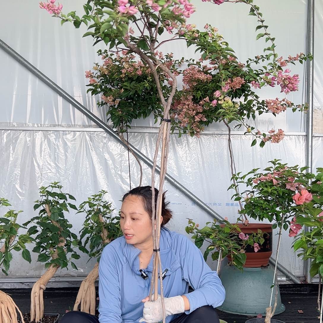 当前无花栽培后可以开花心**愿A5粉灯笼