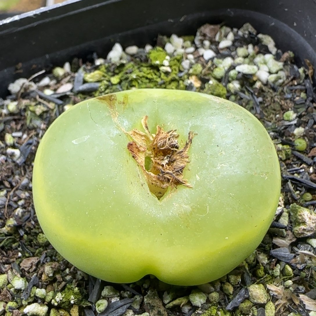 3.1漂亮多肉植物786
