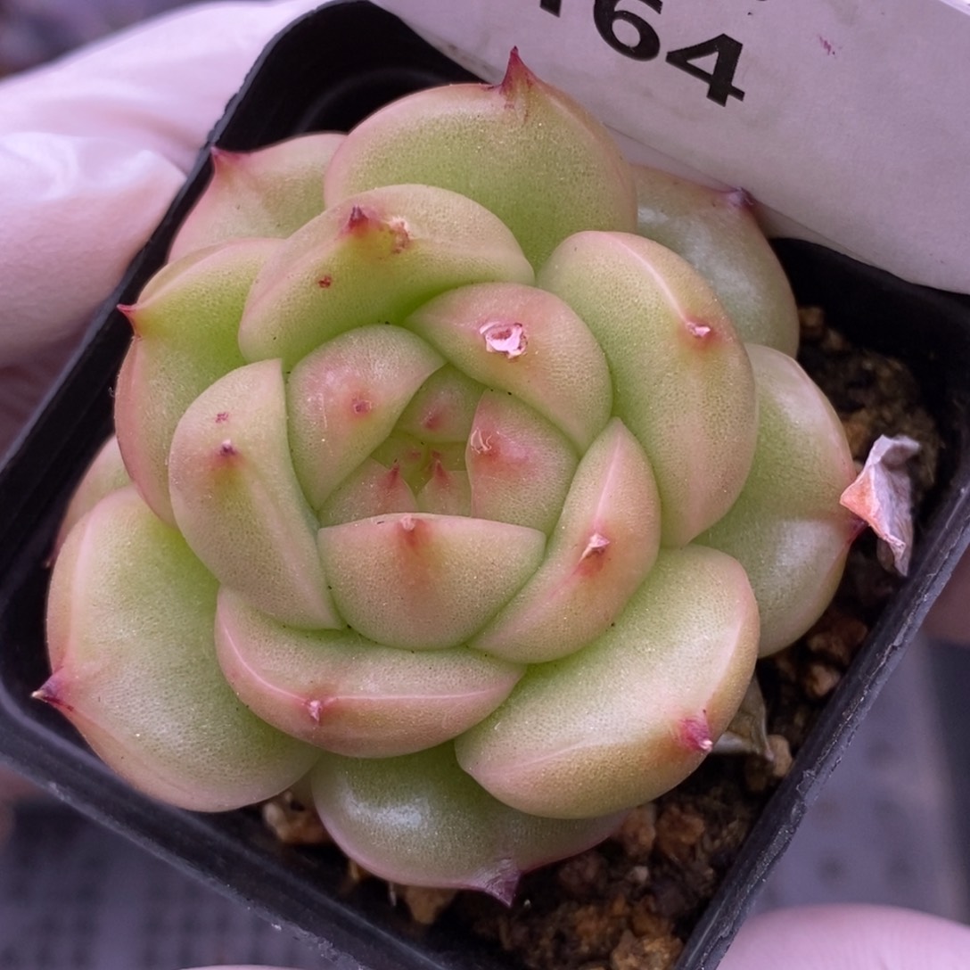 【闪购商品】20-164