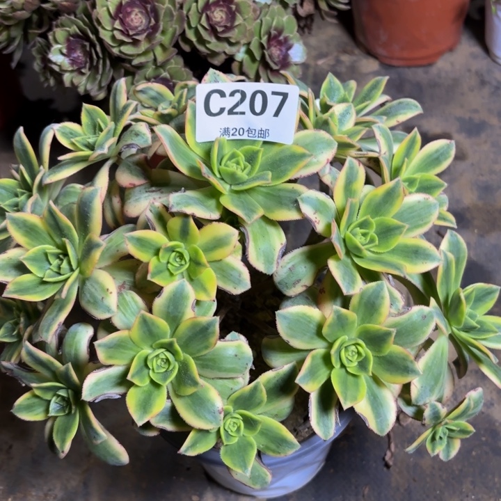 瑞妈，，。。。。207星爆，