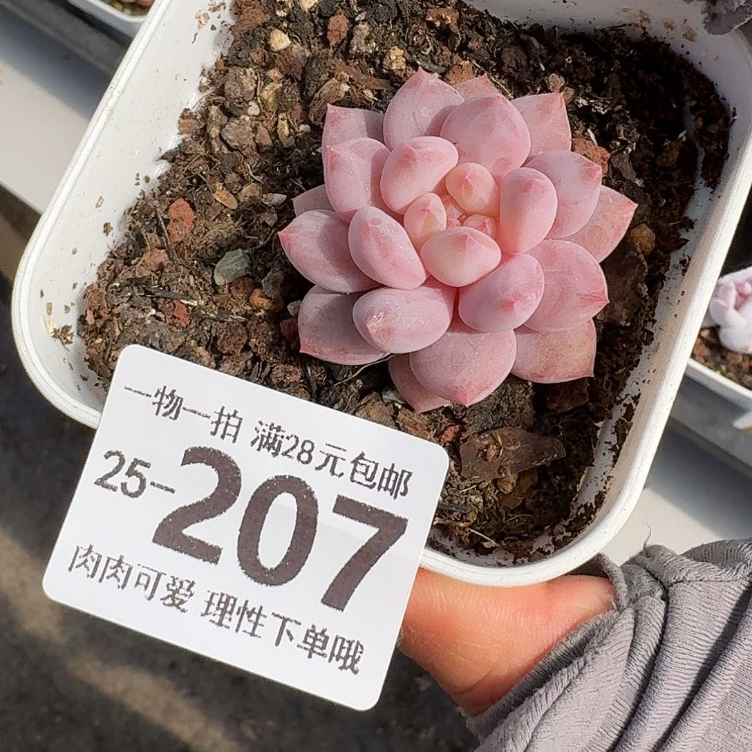 半夏无盆土发货无