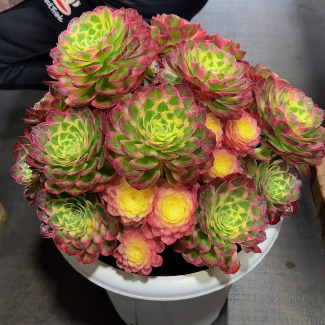 工**姐优选海王精品法师