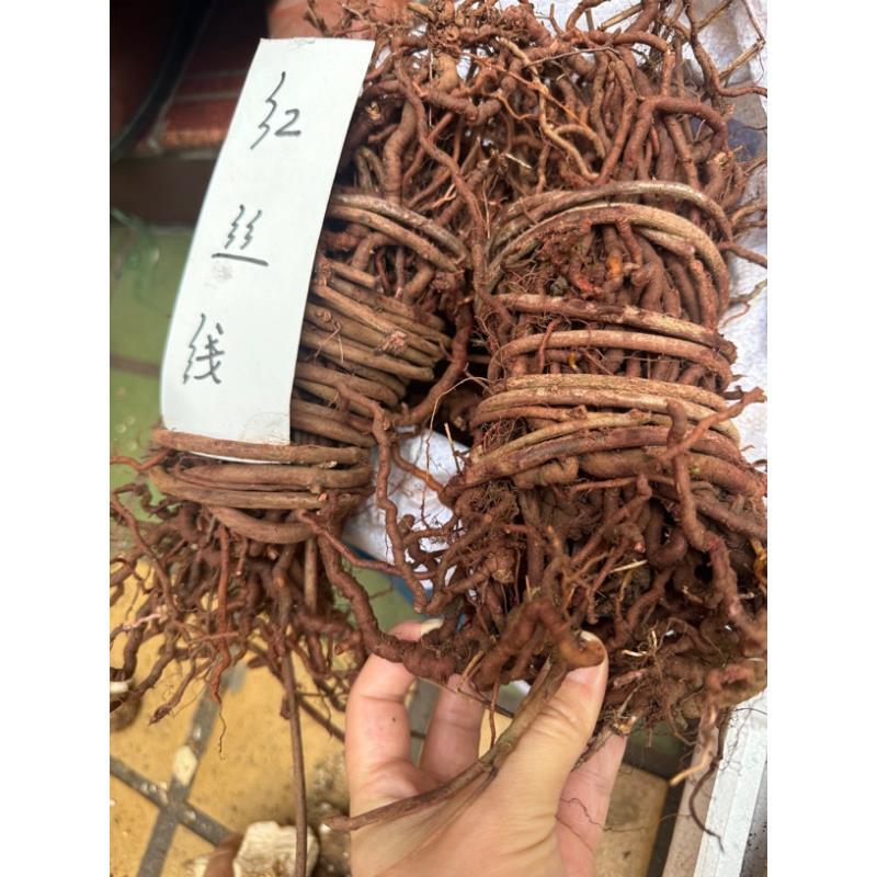 广西山货茜草，茜草根 别名红丝线