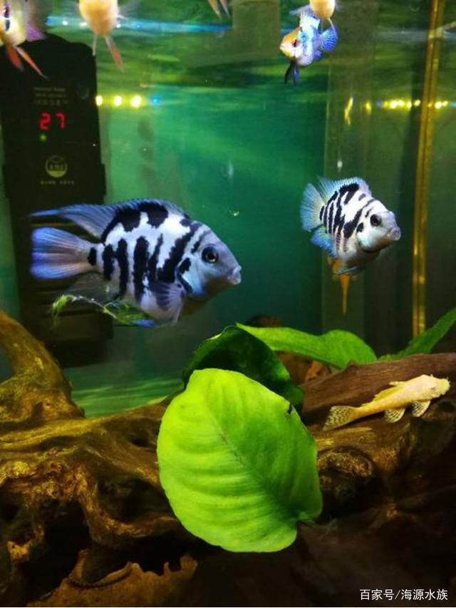 迷你鹦鹉鱼小型淡水热带观赏鱼好养易繁殖适合懒人养殖