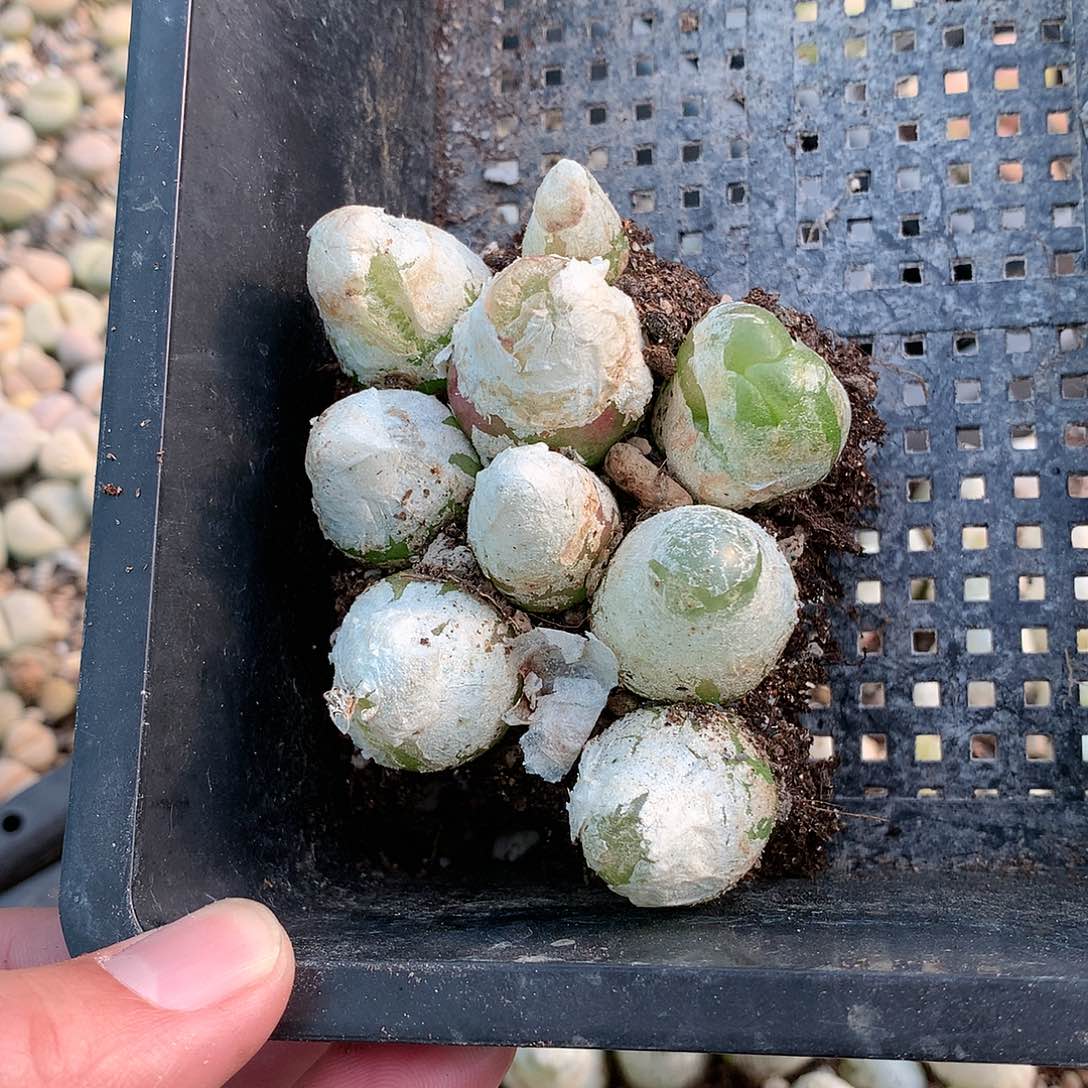 T*yE343多肉植物保护