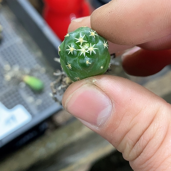 孤品实生短豪刺獠牙象芽微瑕福利62号