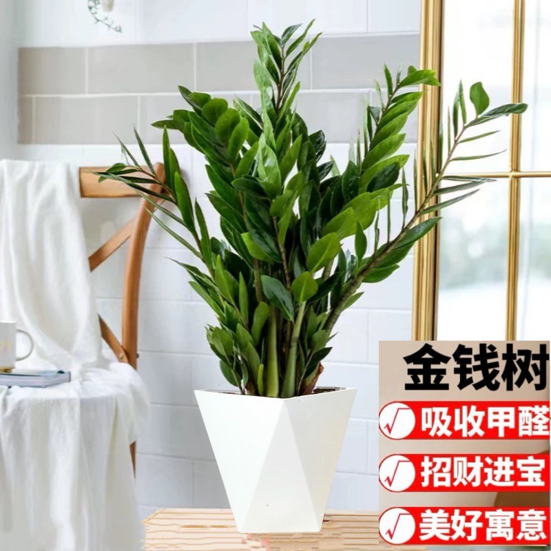 【招财金钱树70-80cm】盆栽植物钱串子招财客厅四季常青发财树盆景