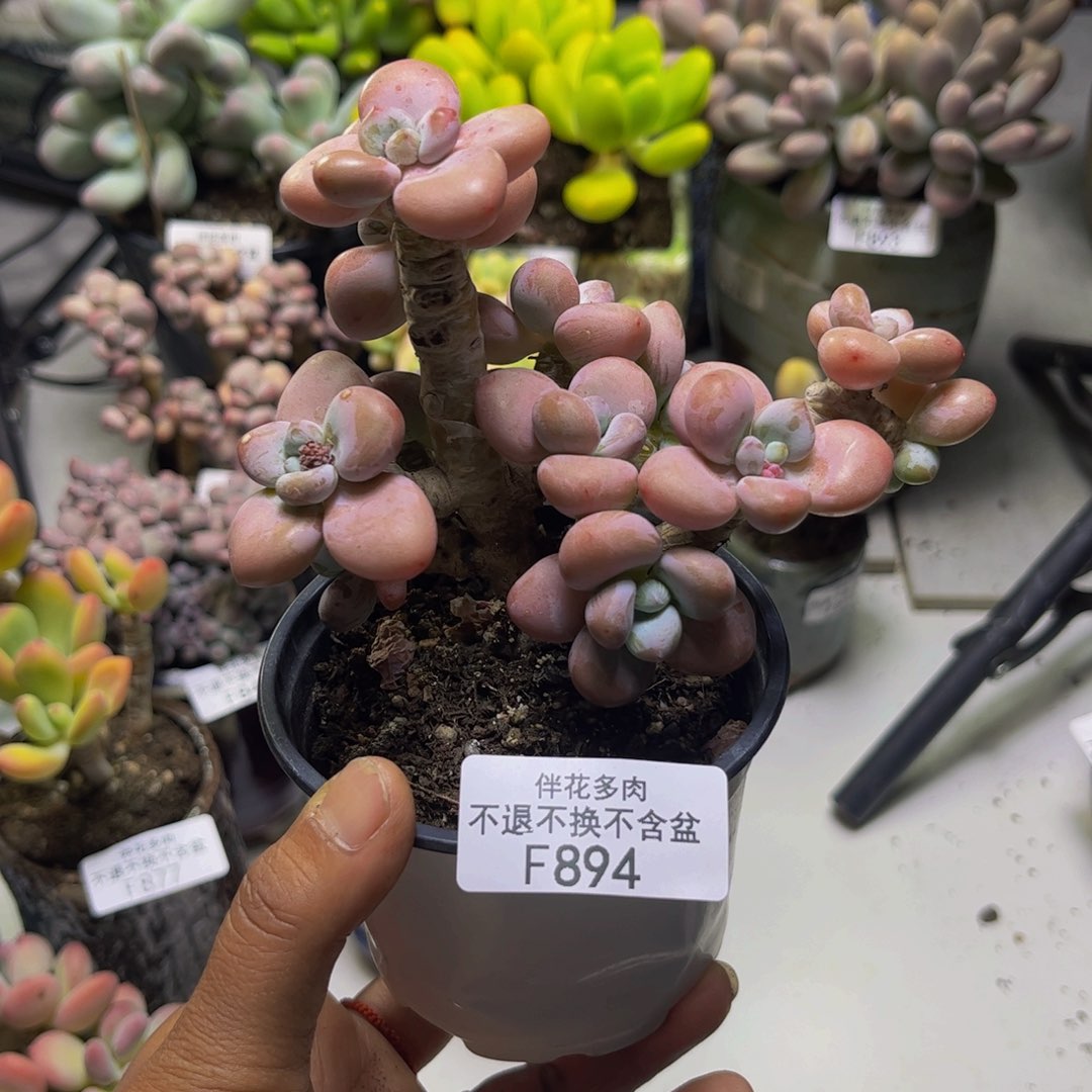 花朵洛神894/10cm多肉