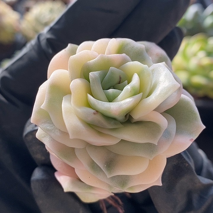 可爱玫瑰宽锦多肉植物