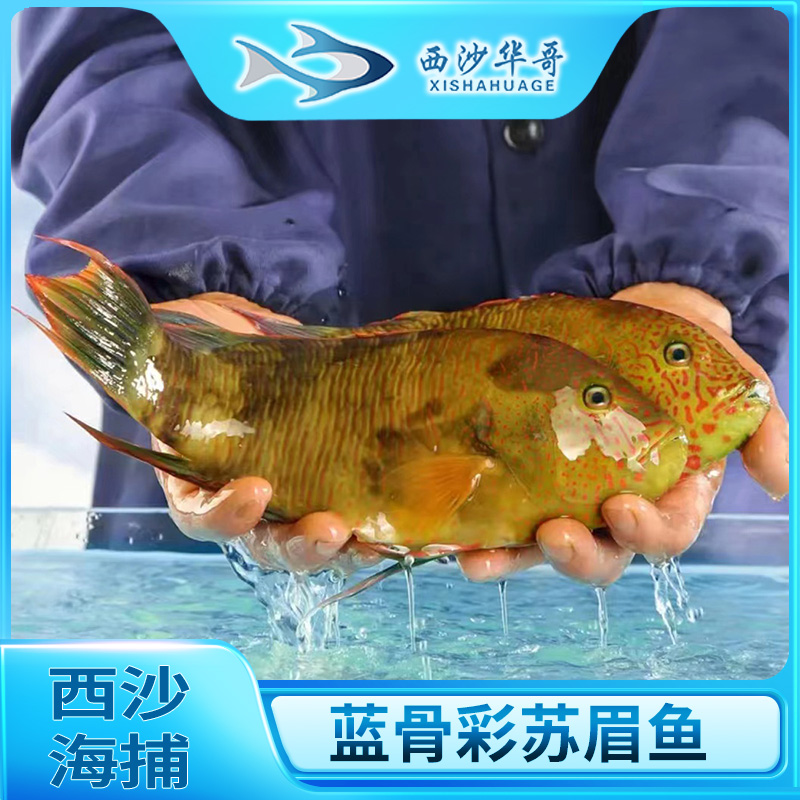 【西沙-彩苏眉鱼】鲜活冷冻彩眉鱼苏眉鱼珊瑚鱼捕捞清蒸新鲜氮锁鲜