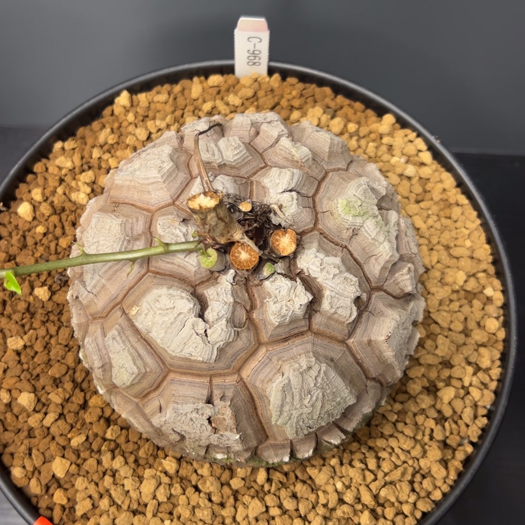 精品盆栽养定的龟甲龙968号