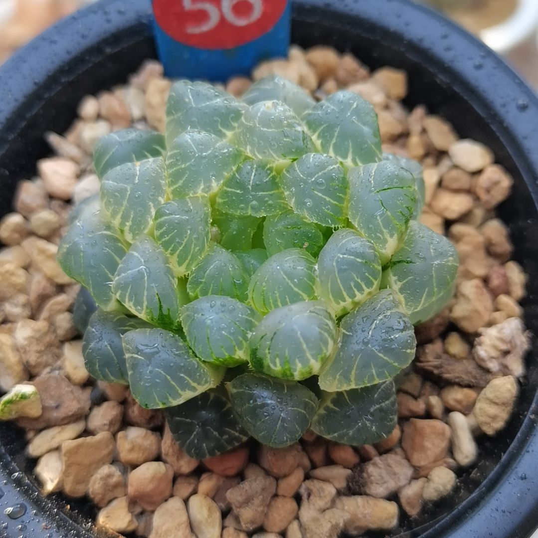 56号糊斑湖水玉露锦一物一拍带盆土发货