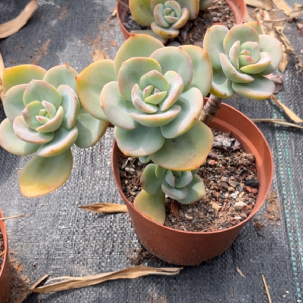 【闪购商品】国****姐白凤