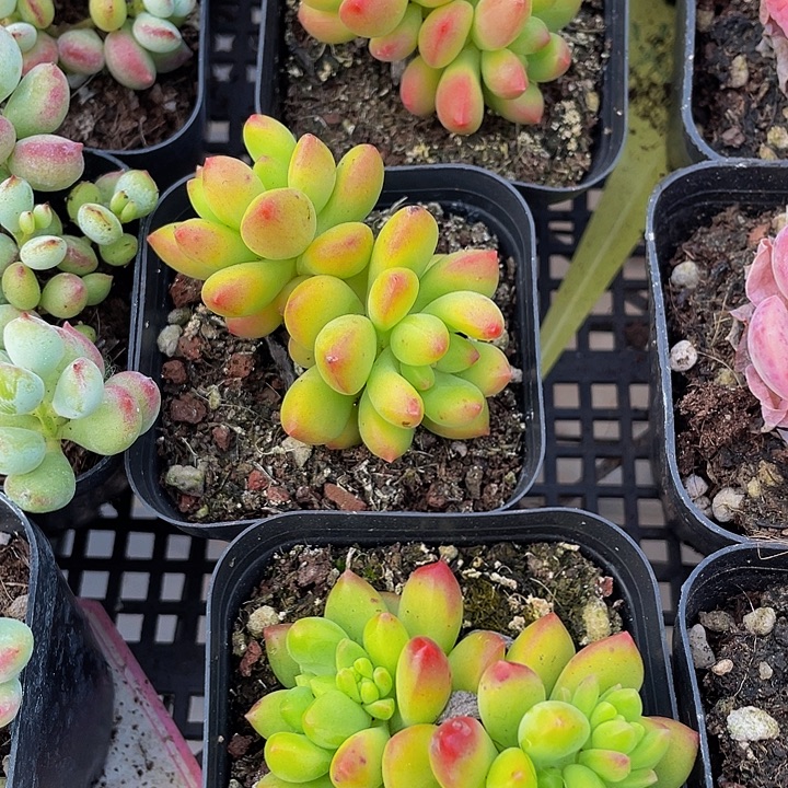 双头春萌带盆土发