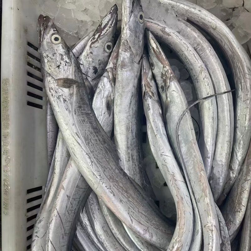 海捕日照油带鱼 3/4两/条 5斤净重 速冻14条左右 有破肚 介意勿拍