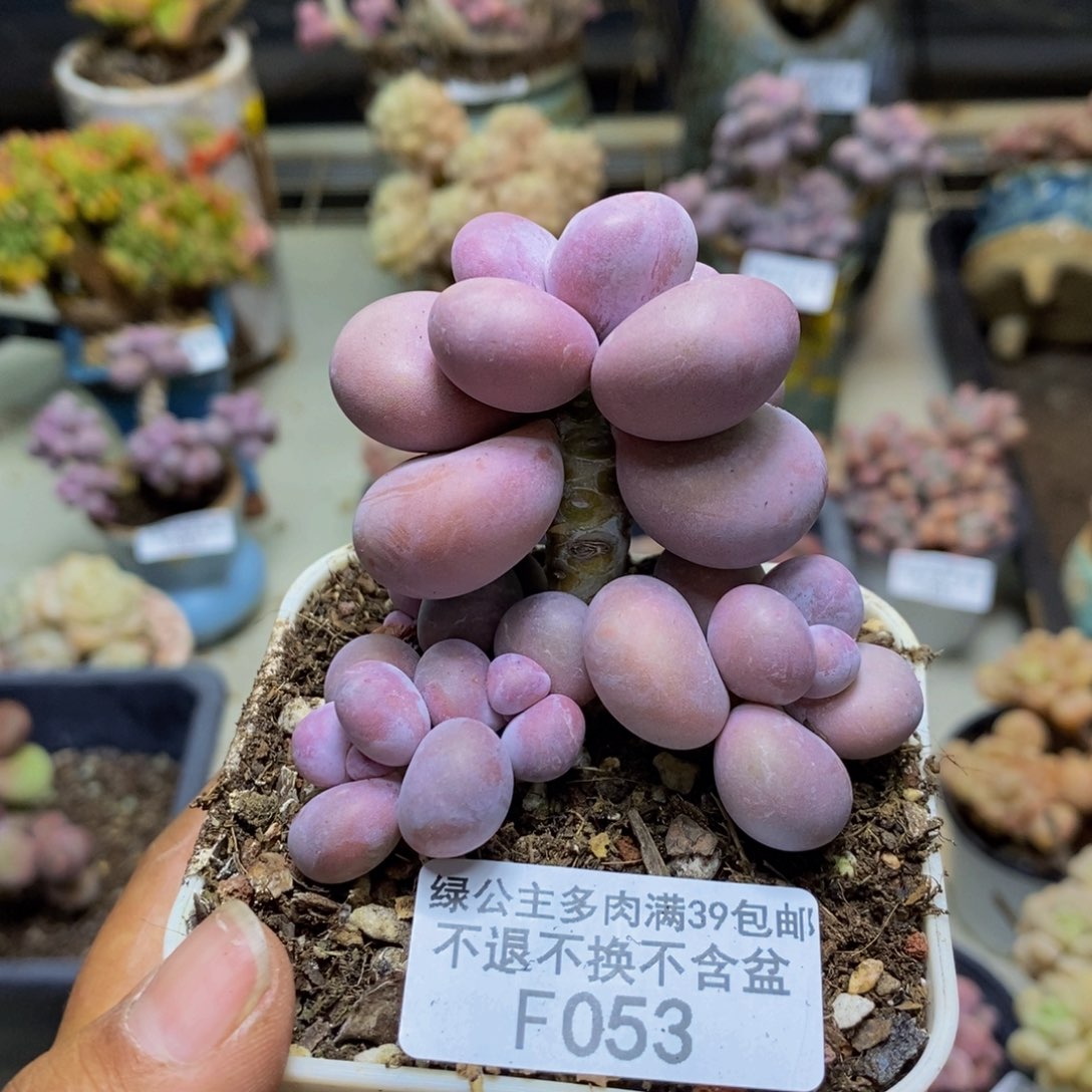 053橙奶多肉肉6cm