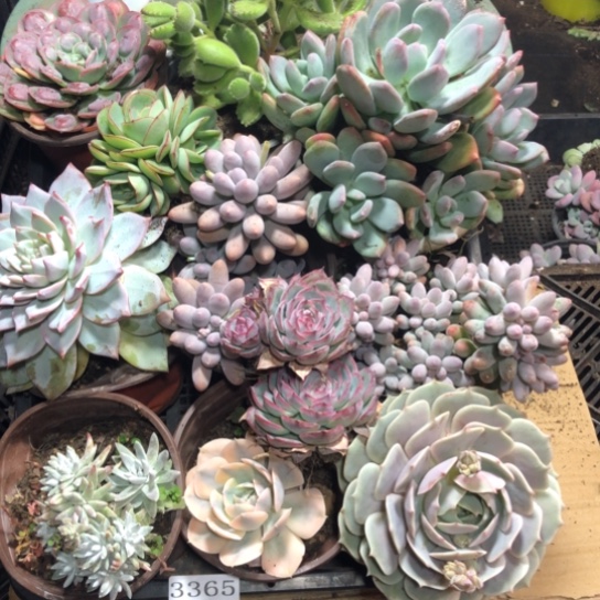 框拍3365一物一拍