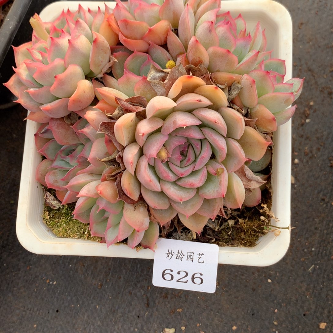 626杂交精品基地13厘米